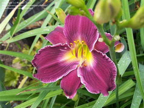 Plantfiles Pictures Daylily Indian Giver Hemerocallis By Daylilyslp