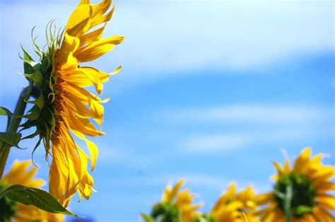 Planta De Girasol N O Rbol De Flora Helianthus Annuus En El Campo