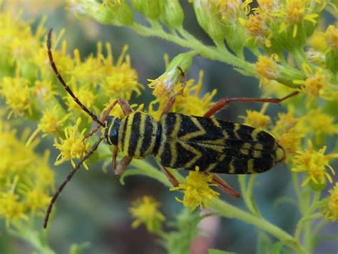 Locust Borer Megacyllene Robiniae Bugguide