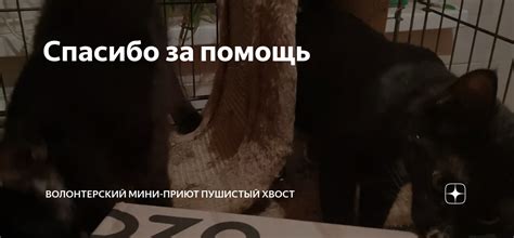 Спасибо за помощь | Волонтерский мини-приют Пушистый Хвост | Дзен