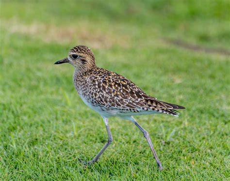 Pacific Golden Plover From Wikipedia The Pacific Golden Flickr