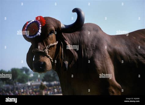 Brahma bull horns hi-res stock photography and images - Alamy