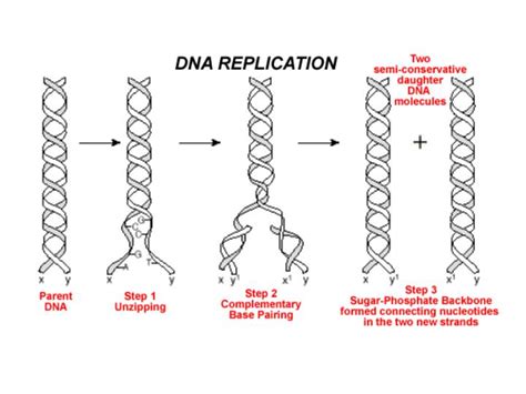 Ppt Dna Replication Powerpoint Presentation Free Download Id2308479