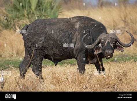 Single African Cape Buffalo Syncerus Caffer Meru National Park Kenya