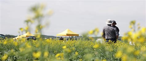 Canola School Doing Your Own Field Trials Through The Ultimate Canola