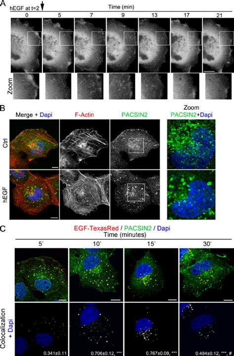 EGF Stimulation Alters PACSIN2 Distribution And Is Internalized To