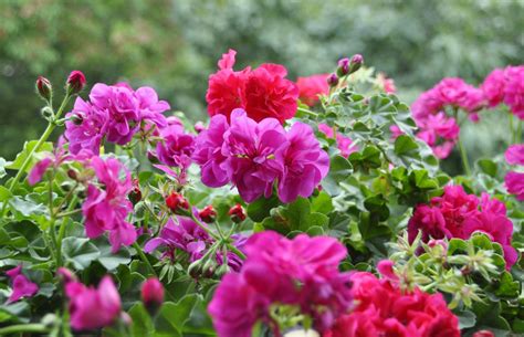 How To Overwinter Geraniums With Expert Advice Homes Gardens