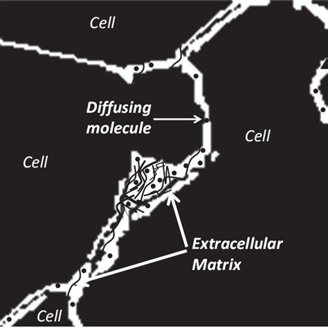 (PDF) Brain Extracellular Space: Geometry, Matrix and Physiological Importance