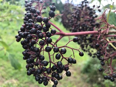 Elderberry Offers Edible And Medicinal Benefits Countryside