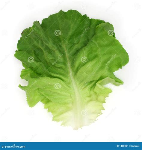 Salad leaf stock image. Image of salad, fresh, nutrition - 1450961
