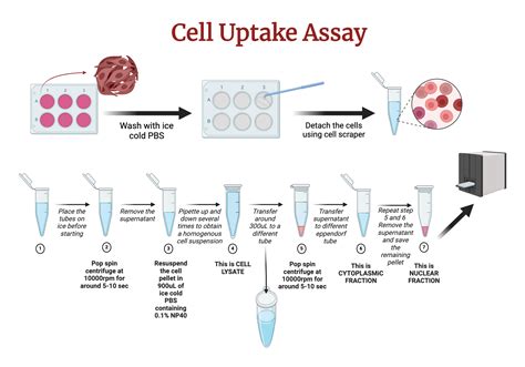 Cell Uptake Assay Biorender Science Templates