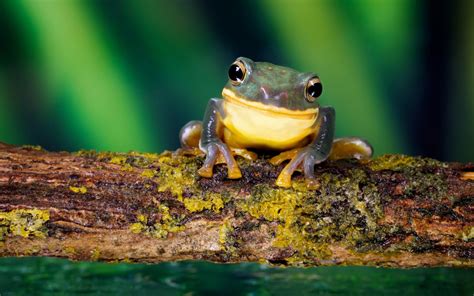 Wallpaper Nature Branch Moss Green Wildlife Amphibian Fauna