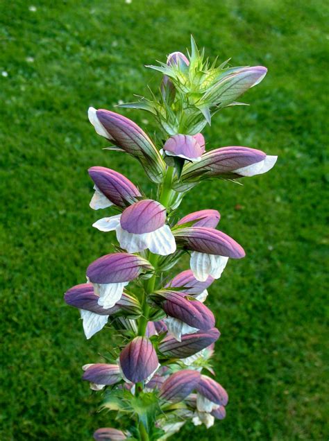 Acanthus mollis (Bear’s breech)