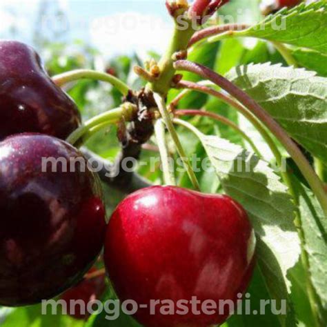 Саженцы Черешня Бычье сердце купить по цене 600 руб. в Москве с ...