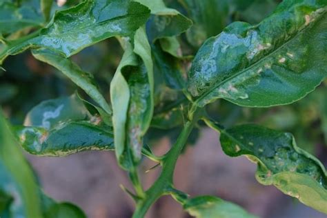 Why are my orange tree leaves curling? - Get Answers