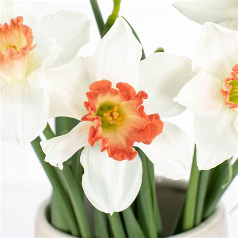 Buy Wholesale Pink Tipped White Daffodil Flowers in Bulk - FiftyFlo...