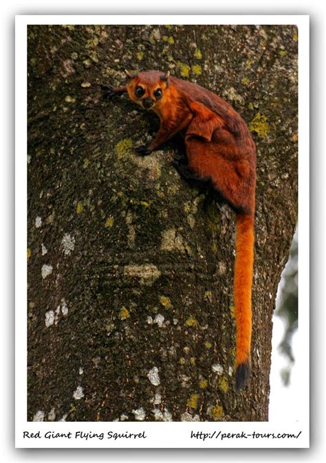 Nature Core: Red Giant Flying Squirrel