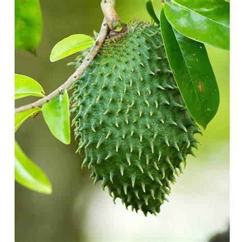 Soursop Tree Seed World