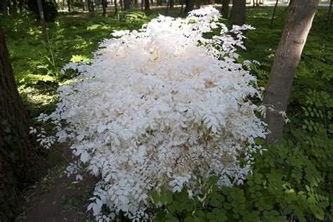 An albino plant flourishing among its counterparts : albinoplants