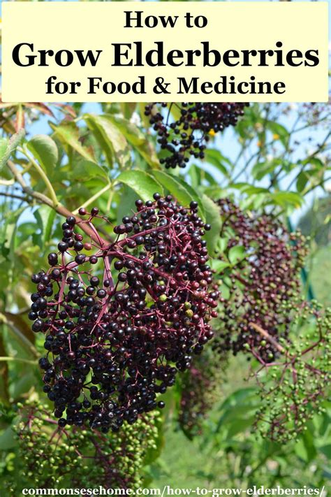 How To Grow Elderberries For Food And Medicine