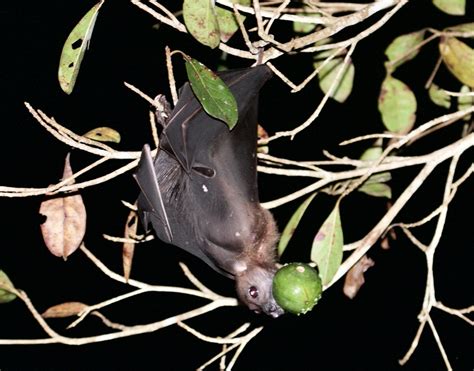 New Guinea Naked Backed Fruit Bat From Lockhart Qld 4892 Australia On August 02 2022 At 0918