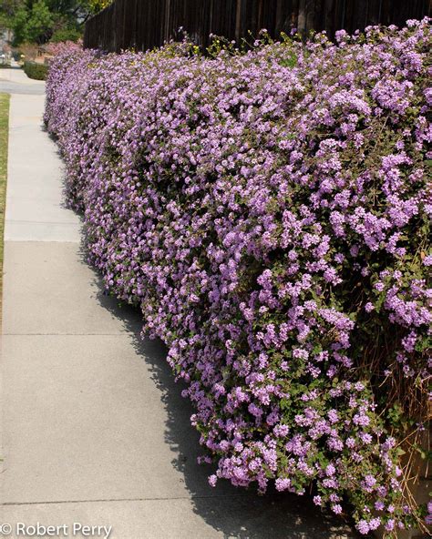 Trailing Lantana Waterwise Garden Planner