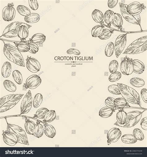 Background Croton Tiglium Croton Tiglium Plant Stock Vector (Royalty ...