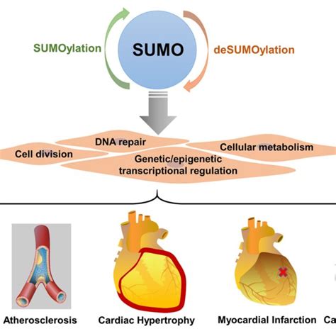 | SUMOylation regulates the functions of various proteins in myocardial ... 