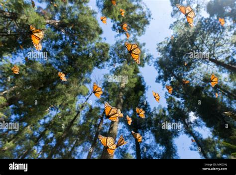 Mariposa Monarca Danaus Plexippus En Invierno De Noviembre A Marzo