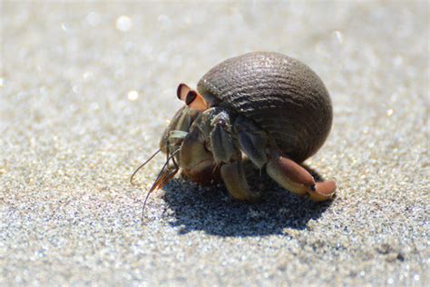 Signs Of A Healthy Hermit Crab Hermit