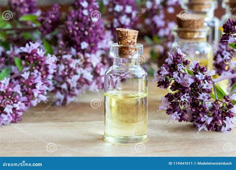 A Bottle Of Oregano Essential Oil With Fresh Blooming Oregano Stock