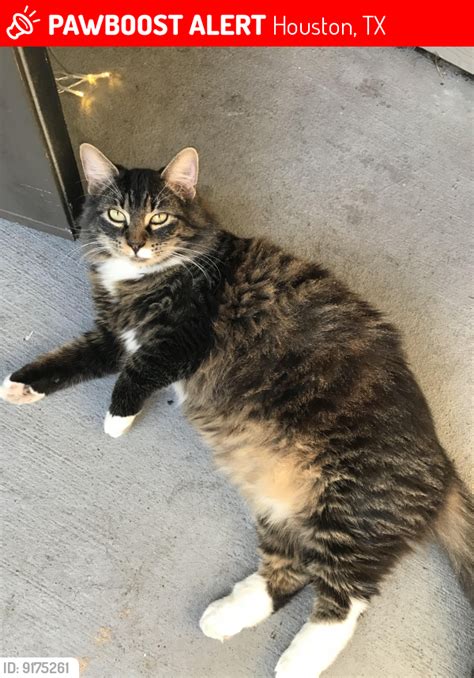 Lost Male Cat In Houston TX 77040 Named Marley ID 9175261 PawBoost