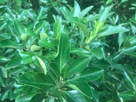 Plant / Hedge Identification : r/landscaping