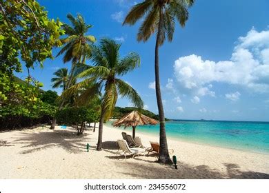 Dream Beach Palm Trees On White Stock Photo Edit Now