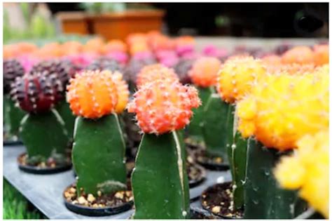 17 Tipos de cactus más populares del mundo y sus nombres