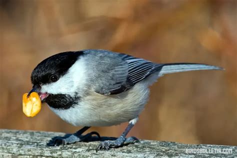 What Do Peregrine Falcons Eat Birds Bulletin