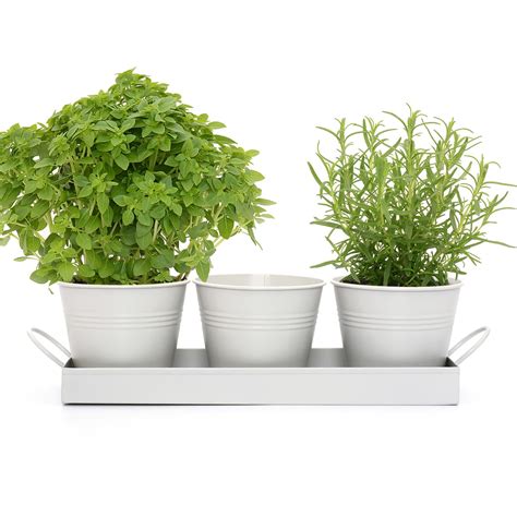 Set Of Plant Herb Pots And Tray For Your Windowsill White