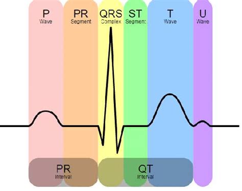 The Components Of Ecg Signal Download Scientific Diagram