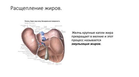 Печень, строение и функции - презентация онлайн