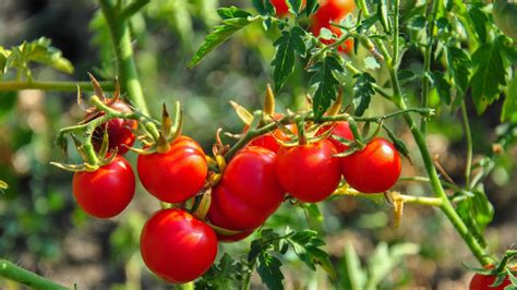 How To Tell If Your Tomato Plants Aren't Getting Enough Sunlight