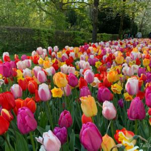 The Language of Tulips, meaning behind tulip colors - Tulips in Holland