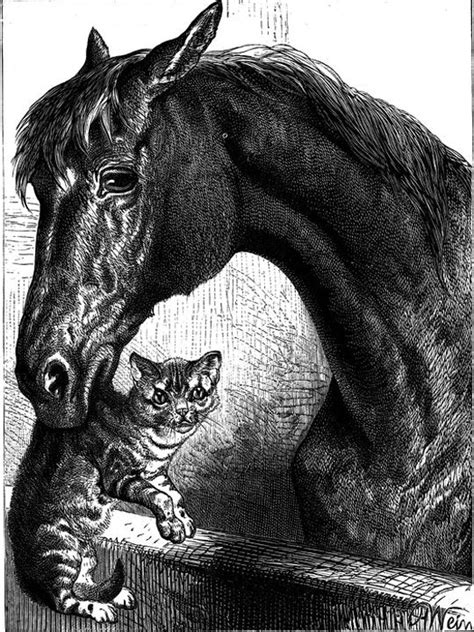 Horse With Cat Horses Animals Cats