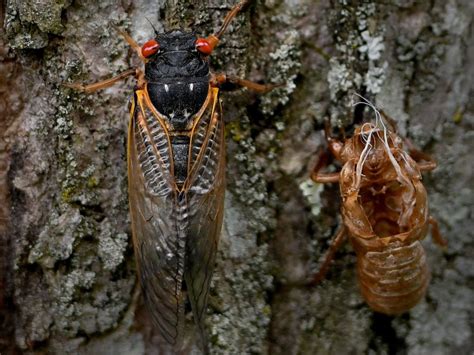 Cicada Bug Swarm