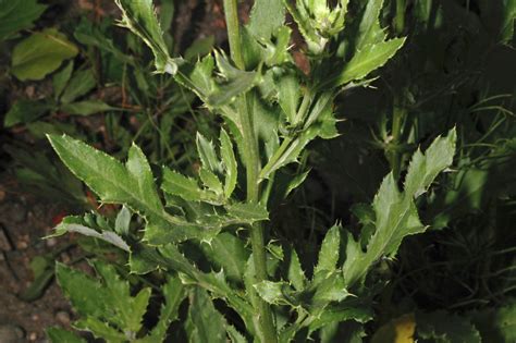 Cirsium Arvense Asteraceae Image At Phytoimages Siu Edu