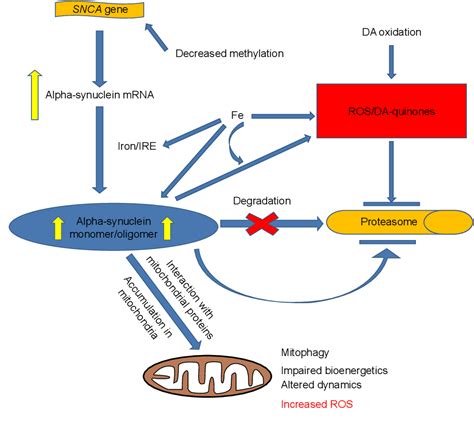 Figure From Proteinopathy Oxidative Stress And Mitochondrial