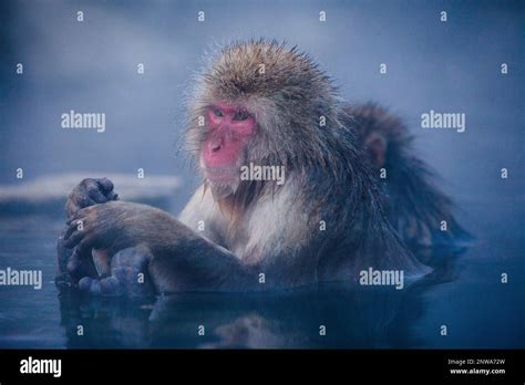 Monkeys In A Natural Onsen Hot Spring Located In Jigokudani Monkey Park Nagono Prefecture