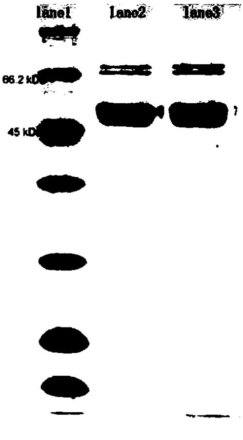 Glycosyltransferase Mutant And Application Thereof In Catalyzing