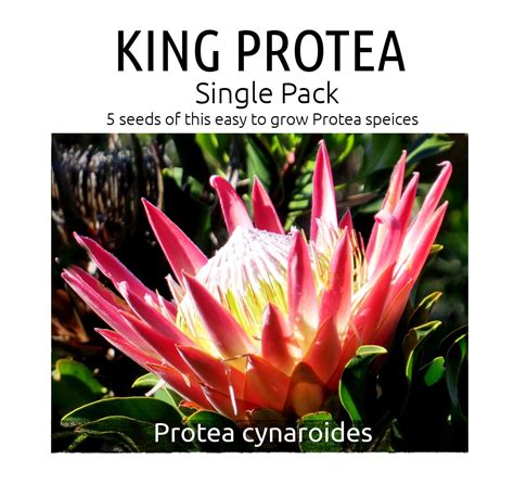 King Protea Single Pack Protea Seeds