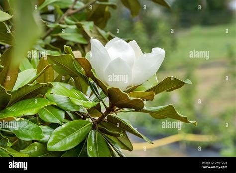 Southern Magnolia Bull Ray Evergreen Magnolia Magnolia Grandiflora