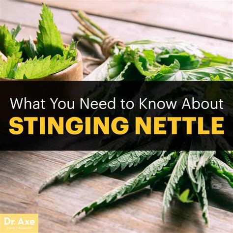 5 Proven, Remarkable Stinging Nettle Benefits - Dr. Axe